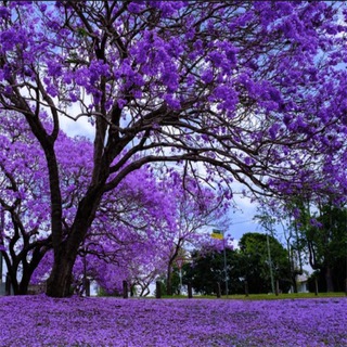 Jacaranda Time