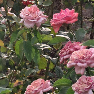 Roses