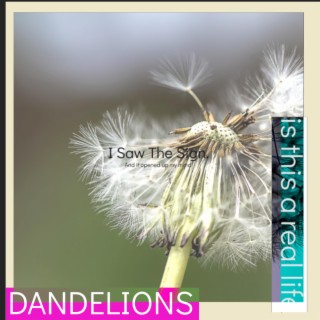 DANDELIONS