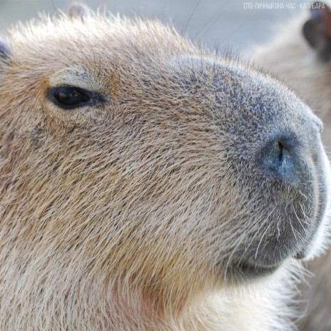 Capybara ft. Betsy | Boomplay Music