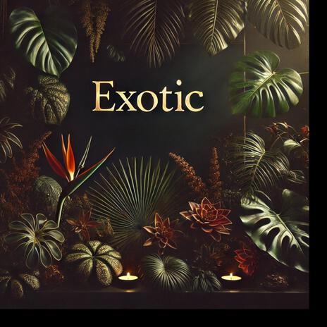 Exotic | Boomplay Music