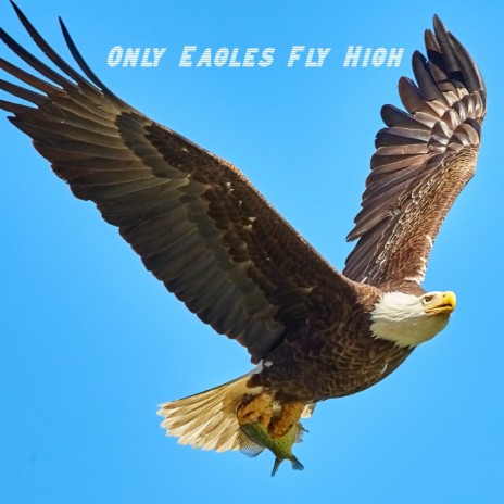 Only Eagles Fly High