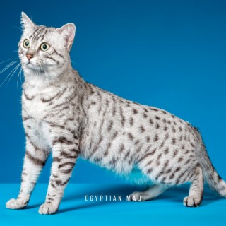 Egyptian Mau