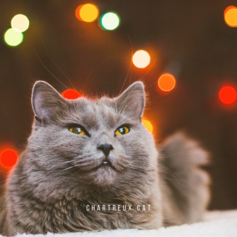 Chartreux Cat | Boomplay Music