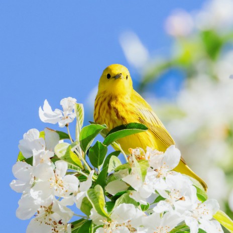 Serene Outside Bird Recording | Boomplay Music