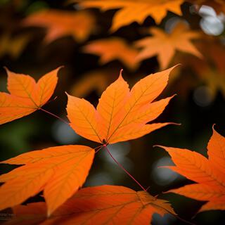 Orange Leaves