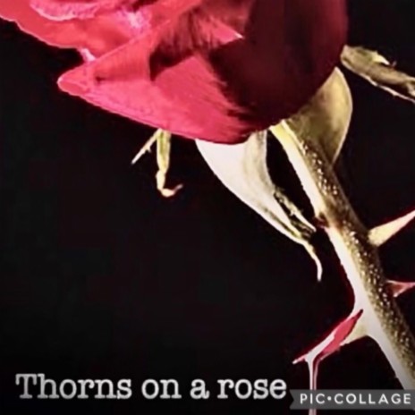 Thorns on a rose | Boomplay Music