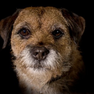 Border Terrier