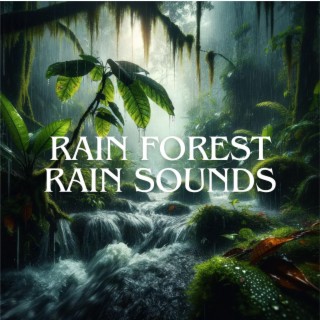 Rain Forest Rain Sounds
