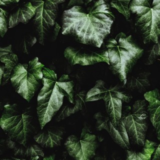 Poison Ivy (Radio Edit)