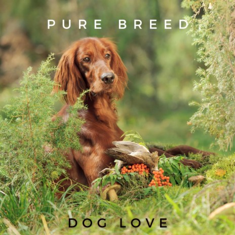 Pure Breed | Boomplay Music