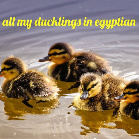 All My Ducklings in Egyptian | Boomplay Music