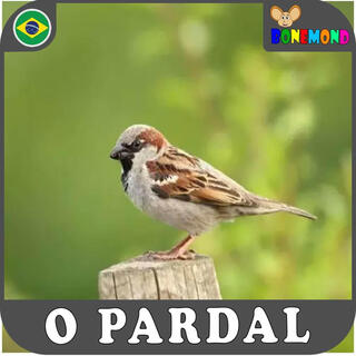 O Pardal