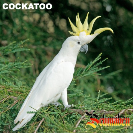 Cockatoo | Boomplay Music