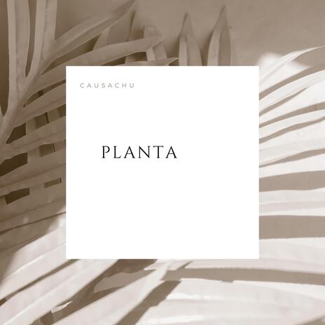 Planta | Boomplay Music