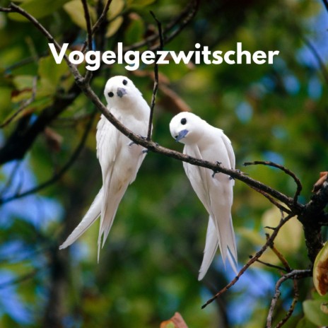 Vogelgezwitscher ft. Vogelgezwitscher & Waldgeräusche zum Schlafen | Boomplay Music