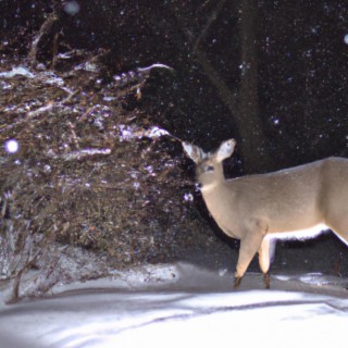 Chronic Wasting Disease