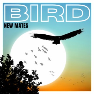 Bird lyrics | Boomplay Music