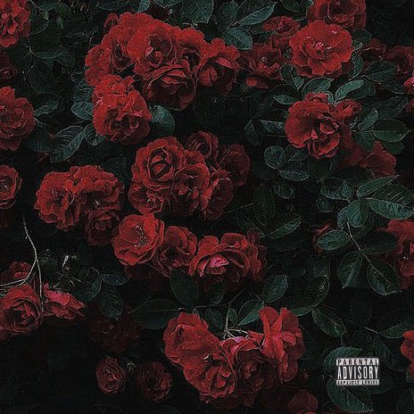 Rose (Sped Up) ft. Daams | Boomplay Music