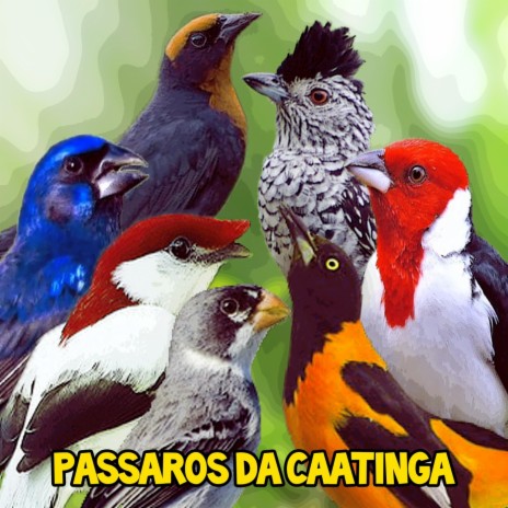 Papa Capim - Canto Selvagem