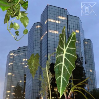 Echos of Nature from Skyscrapers (via KMT Industries)