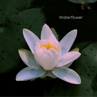 Waterflower