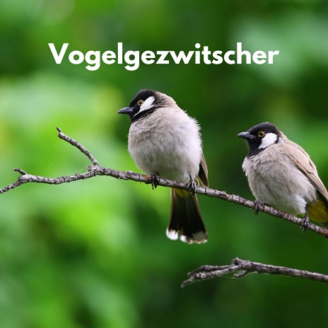 Dichter Wald mit vielen Vögeln ft. Naturgeräusche und Vogelgezwitscher & Regen Vögel | Boomplay Music