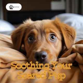 Soothing Your Scared Pup: Canine Comfort Music