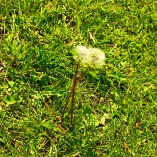 Dandelion