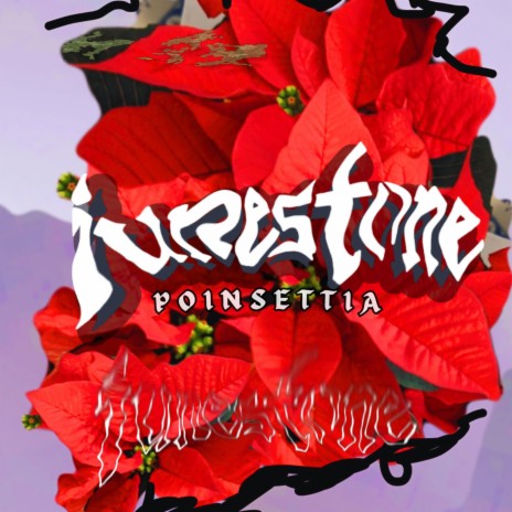 Poinsettia | Boomplay Music