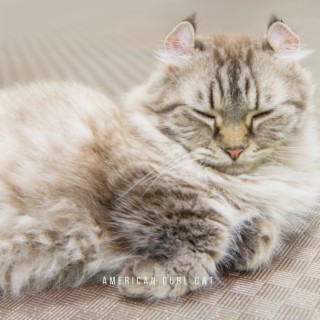 American Curl Cat