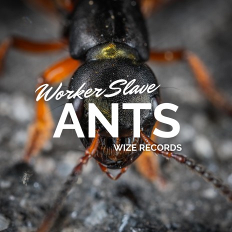 Worker Slave Ants | Boomplay Music