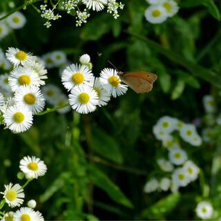 Harmony in the Meadow