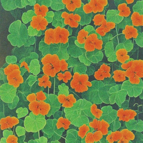 four leaf clover