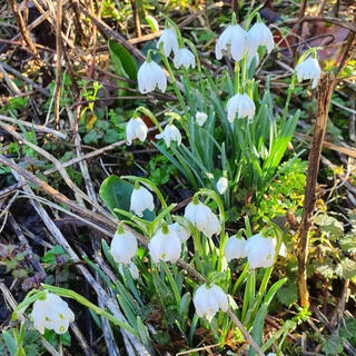 First Snowdrops