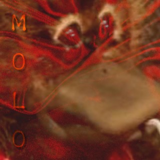 MOLO