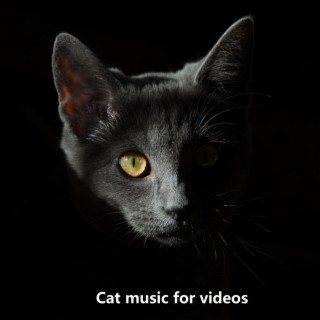 Cat music for videos