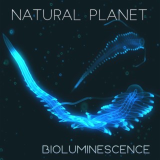 Natural Planet: Bioluminescence