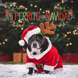 Mi perrito en navidad