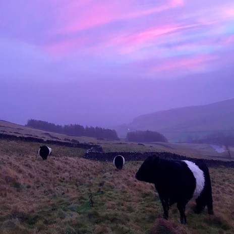 Out to Pasture