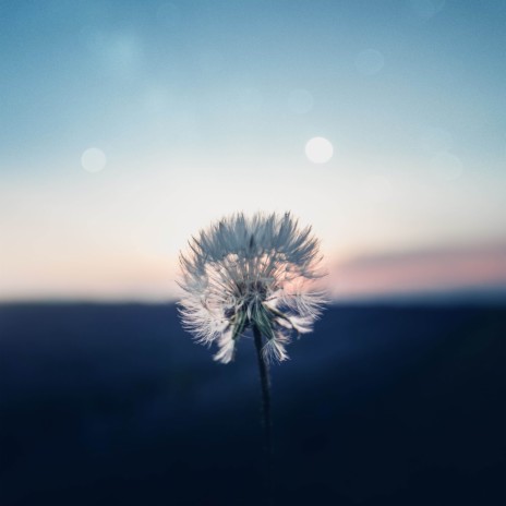 Dandelion Song | Boomplay Music