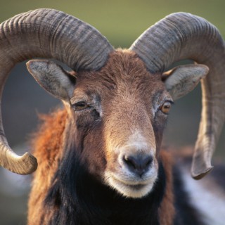 Ram