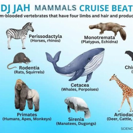 WHAT IS MAMMAL cruise beat