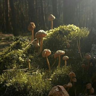 Magical Forest