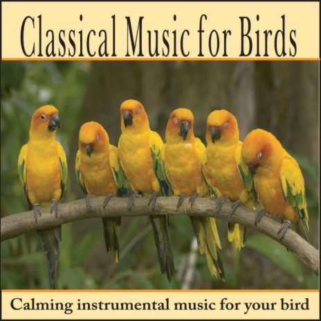 Minuet In G Major, Bwv 114 | Boomplay Music