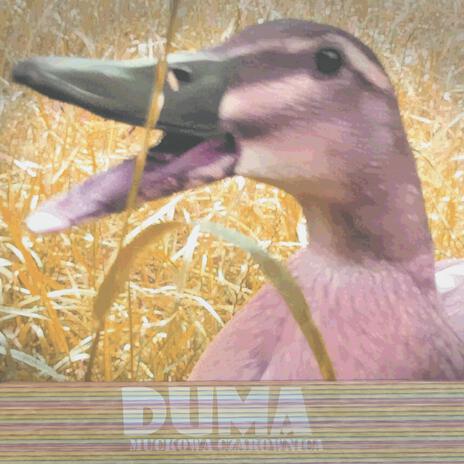 Duma | Boomplay Music