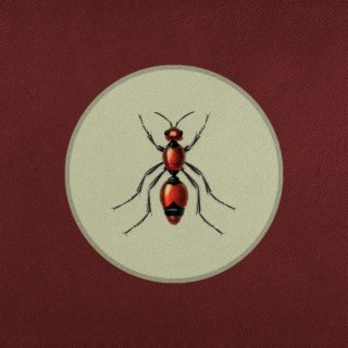 Fire Ant