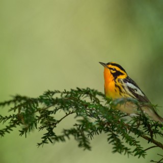 Birds In Forest