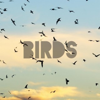 BIRDS lyrics | Boomplay Music