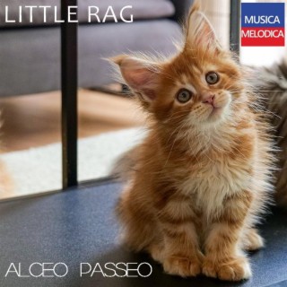 Little rag